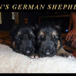 German Shepherd Puppies from DCAN's German Shepherds