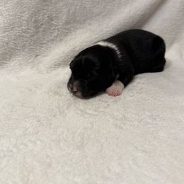 Black girl - Black & white female Australian Shepherd puppy in Buckeye, Arizona from Wranglin Farms