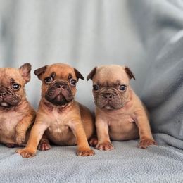 Boston Terrier, Bulldog, and French Bulldog Puppies from Willamette Valley Bullies