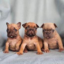 Boston Terrier, Bulldog, and French Bulldog Puppies from Willamette Valley Bullies