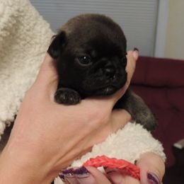 Boy 4 - male Pug puppy in Salem, Oregon from Loda's Pugs
