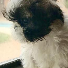 Shih Tzu Puppies from Willow Lane Shih Tzus
