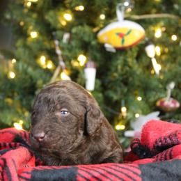 Gnocchi - Chocolate male Labradoodle puppy in Lanexa, Virginia from Lees Reach Farm