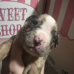 Mystic - Brindle male Boxer puppy in Louisville, Kentucky from Nelson’s Fancy Frenchies and Bulldogs