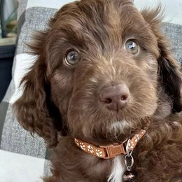 Aussiedoodles, Bernedoodles, and Goldendoodles from Fifth Day Farm
