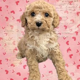 Cuddles - Cream female Cavapoo puppy in Coshocton, Ohio from Forever Family Puppies