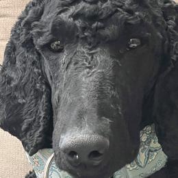 Poodles from Domara Standard Poodles
