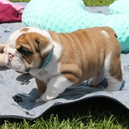 Ozzy - Bulldog puppy from MS Magnolia Bulldogs