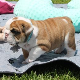 Ozzy - Bulldog puppy from MS Magnolia Bulldogs