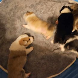 American Corgi Puppies from GC Farms Corgis