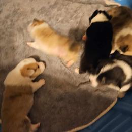 American Corgi Puppies from GC Farms Corgis