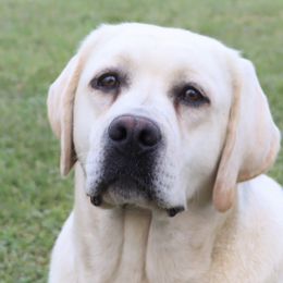 Denali - Labrador Retriever