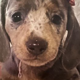 Pretty Girl - Dachshund
