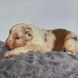 Effie - Red merle female Australian Shepherd puppy in Jameson, Missouri from Sky Creek