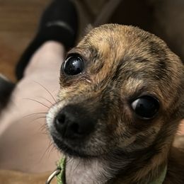 Thor - Chihuahua