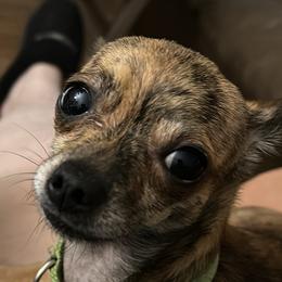 Thor - Chihuahua