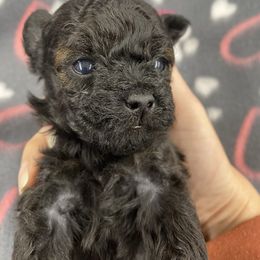 Super Tiny Toy poodle pup - Phantom male Poodle puppy in Niota, Tennessee from Furbaby Blessing AKC Toy Poodles