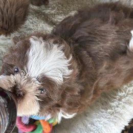 Cooper - Liver male Shih Tzu puppy in Eunice, Louisiana from 4J's Cajun Kennels