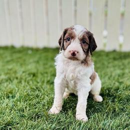 Gus - Merle male Labradoodle puppy in Elizabeth City, North Carolina from Howdy Doodles