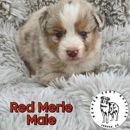 Sancho - Red merle male Miniature Australian Shepherd puppy in Jaroso, Colorado from Heaven Sent Aussies