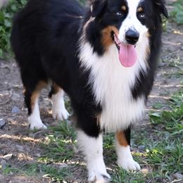 Maserati - Black tri-color male Australian Shepherd puppy in Fultonville, New York from Sandy Aussies & Pomeranians