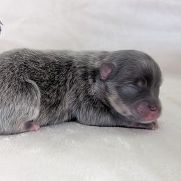 Selena - Blue and tan female Pomeranian puppy in Fultonville, New York from Sandy Aussies & Pomeranians