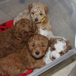Poodle Puppies from Klaus Poodles