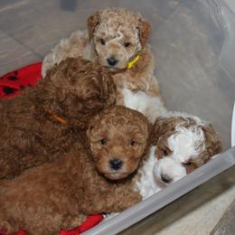 Poodle Puppies from Klaus Poodles