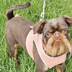 Brussels Griffons from Rose Urlacher