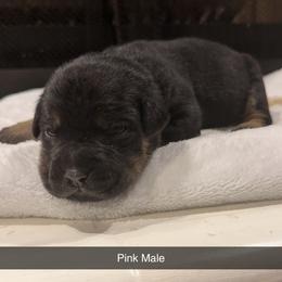 Pink Collar Male - Black male Cane Corso puppy in Jasper, Alabama from C&M Cane Corso