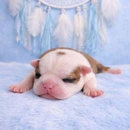 Black mask fawn boy - Red male Boston Terrier puppy in George West, Texas from JT Bostons