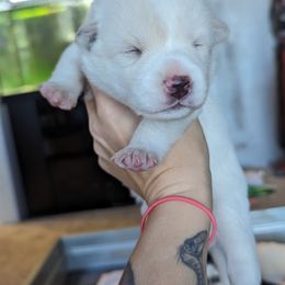 Pomsky Puppies from Valparaiso Pomskys