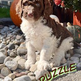 Puzzle - Parti female Goldendoodle puppy in Ellenburg Center, New York from Kristin's Puppies