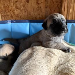 Girl 1 - Gray fawn female Anatolian Shepherd Dog puppy in Avon Park, Florida from Sandy Pines Homestead