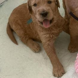 TULA - Red  female Goldendoodle puppy in Porter Ranch, California from Jasperdoodle.com