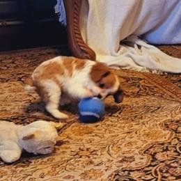 Cavalier King Charles Spaniel Puppies from Puppyloversplace