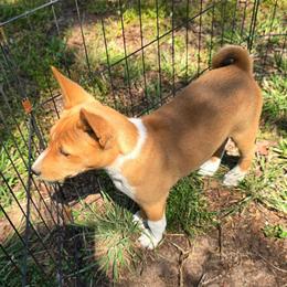 Dakota boy 2 - Red and white male Basenji puppy in Caldwell, Texas from Candyce Witte