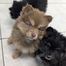 Ember - Red and white female Pomsky puppy in Temple, Texas from Lone Star Pomsky