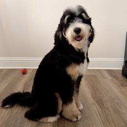 Bernedoodle and Goldendoodle All Grown Up from Ohana Doodles