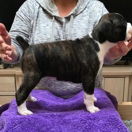 Boxer Puppies from Cinnamon Girl's Boxers