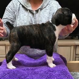 Boxer Puppies from Cinnamon Girl's Boxers