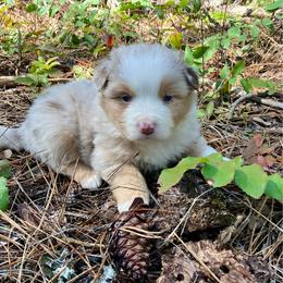 Granite - Red merle male Miniature Australian Shepherd puppy in Priest River, Washington from Offgrid Aussies