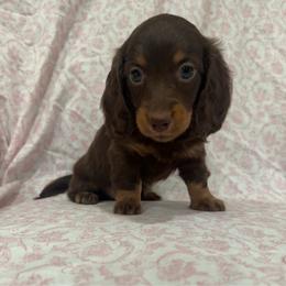 Girl 1 - Chocolate and tan female Dachshund puppy in Galax, Virginia from Dells  Dachshund’s