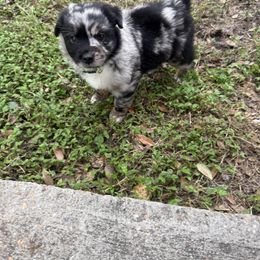Miniature Australian Shepherd Puppies from Peace Creek Aussies