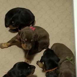 Doberman Pinschers from Titan Doberman