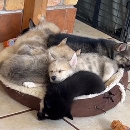 French Bulldog and Pomsky Puppies from Ba's Designer Puppies