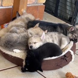 French Bulldog and Pomsky Puppies from Ba's Designer Puppies