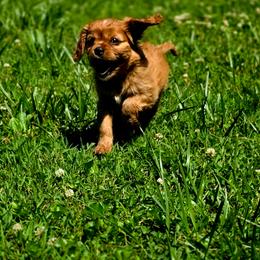 Lucas - Ruby male Cavalier King Charles Spaniel puppy in Pennsylvania from Julie's Cavalier King Charles Spaniels