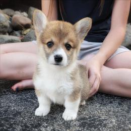 Yvette - Red female Pembroke Welsh Corgi puppy in Coleman, Michigan from Salt Creek Farm Dogs