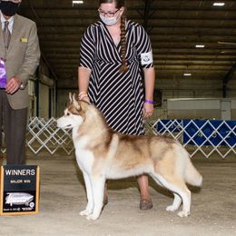 Whiskey - Siberian Husky